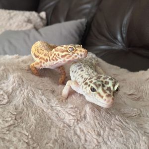geckos